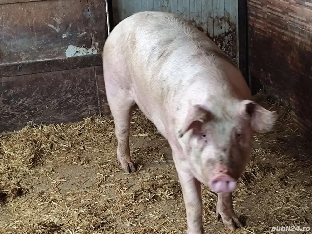 Vând CARCASĂ,porc de curte 