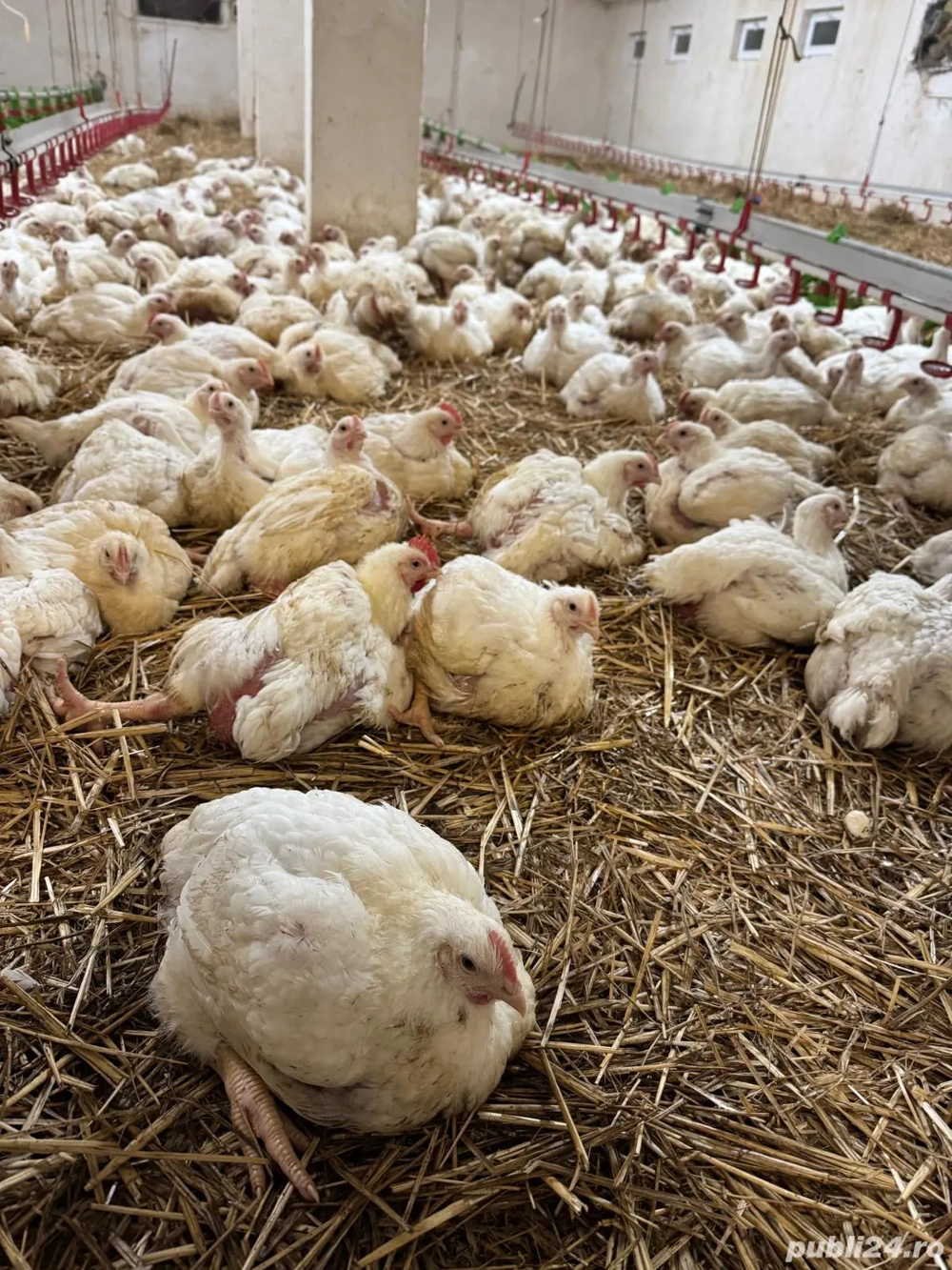 Pui alb de carne 4 săptămâni intre  2,5   3 kg  25 lei negociabil