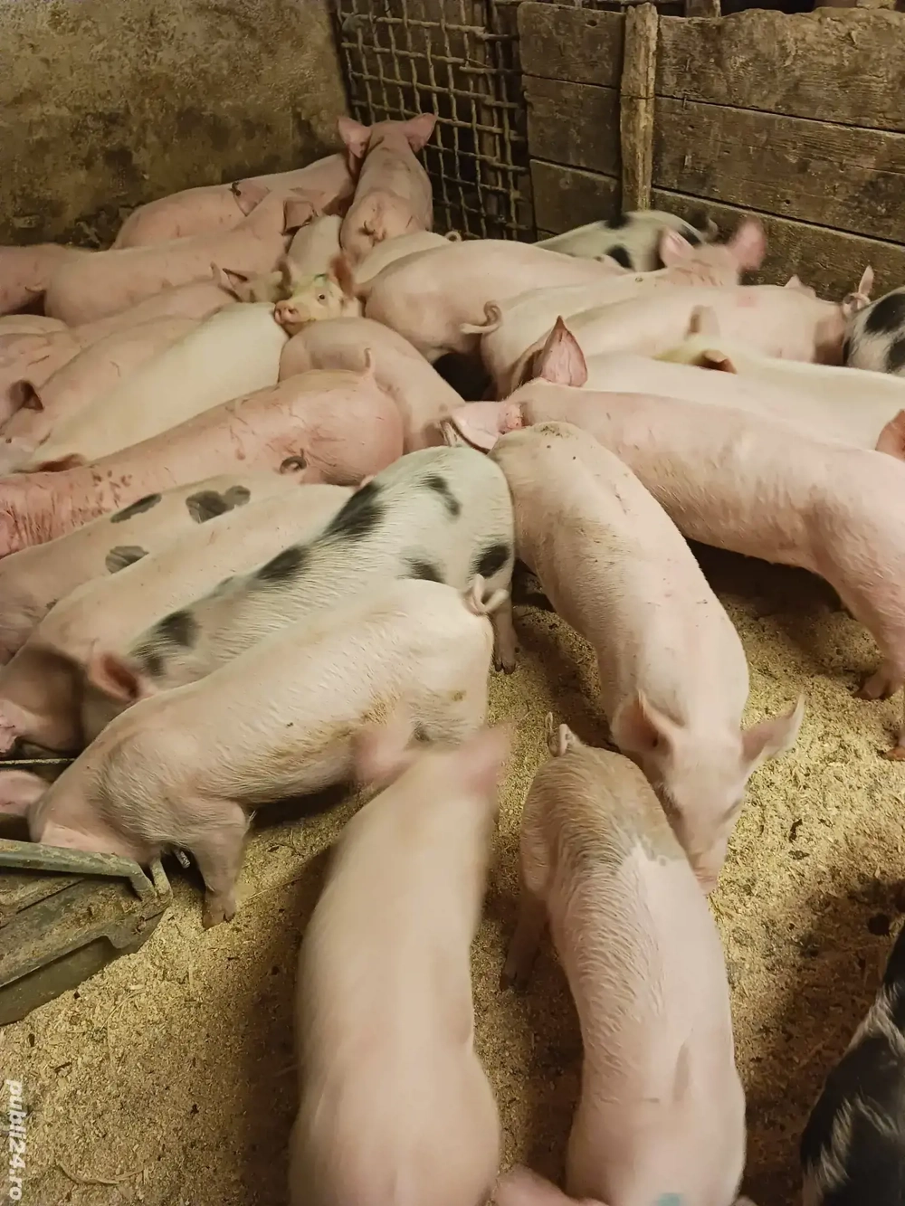 vând purcei și soldani diferite mărimi 