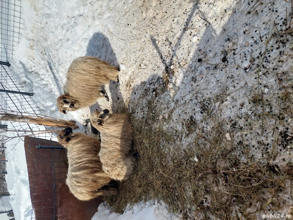 Vând 3 berbecuti de anu trecut.