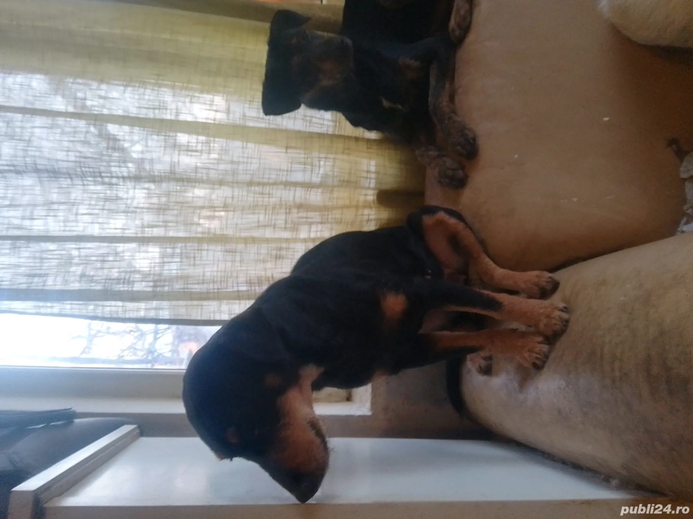 Pincer familie, un an și șase luni, disponibilă unor persoane care i și doresc prieteni adevărați.