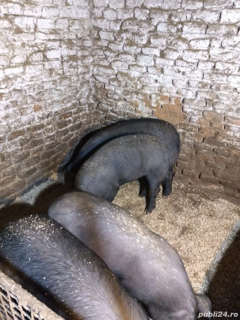 Porci burlinci de 5 luni