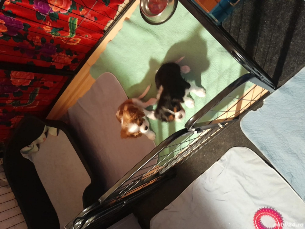 Țarc metalic negru pentru caini