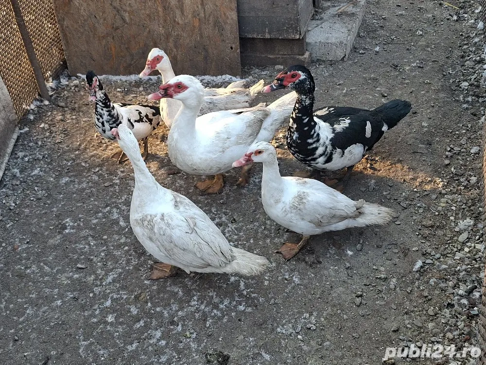 Vând rațe și rățoi.