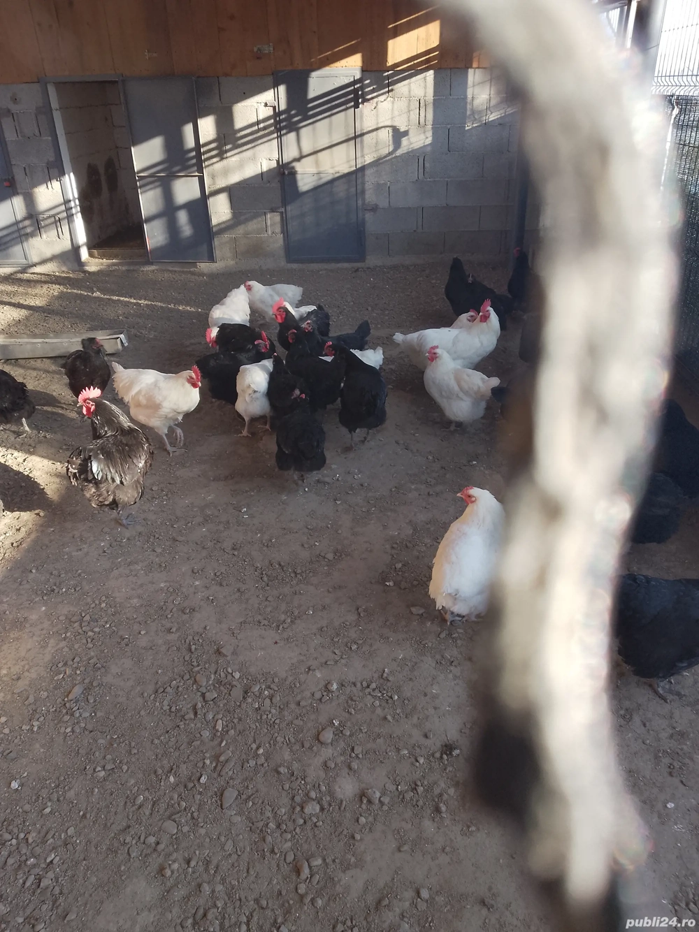 cucos si puicute de vanzare 