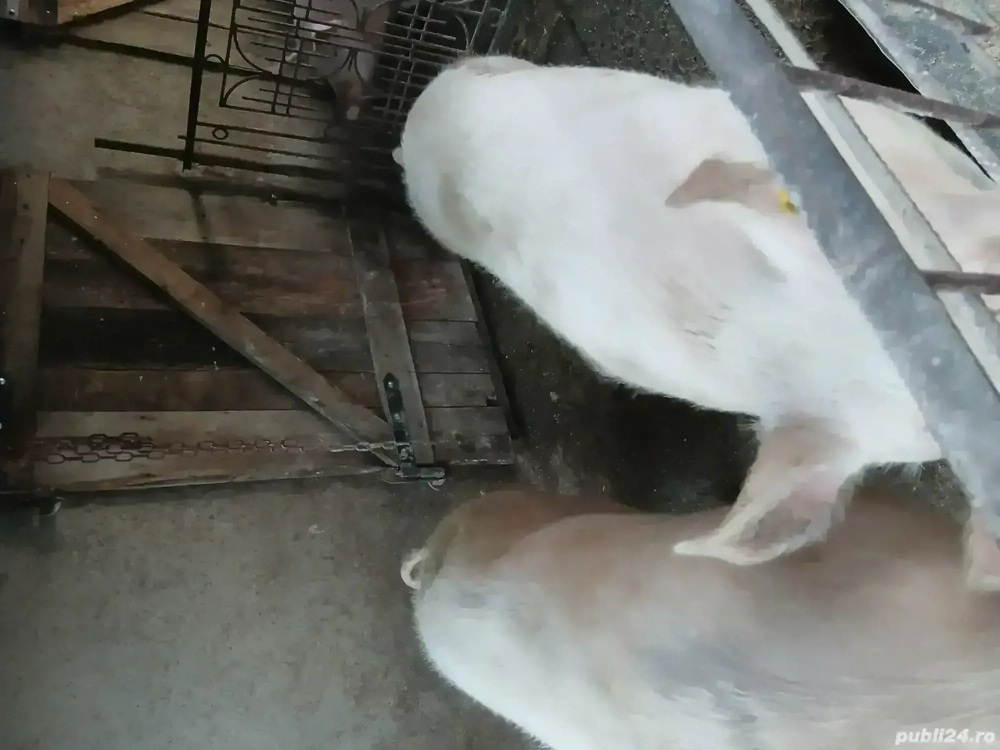 Vând porci cu greutate 100si 160kg 