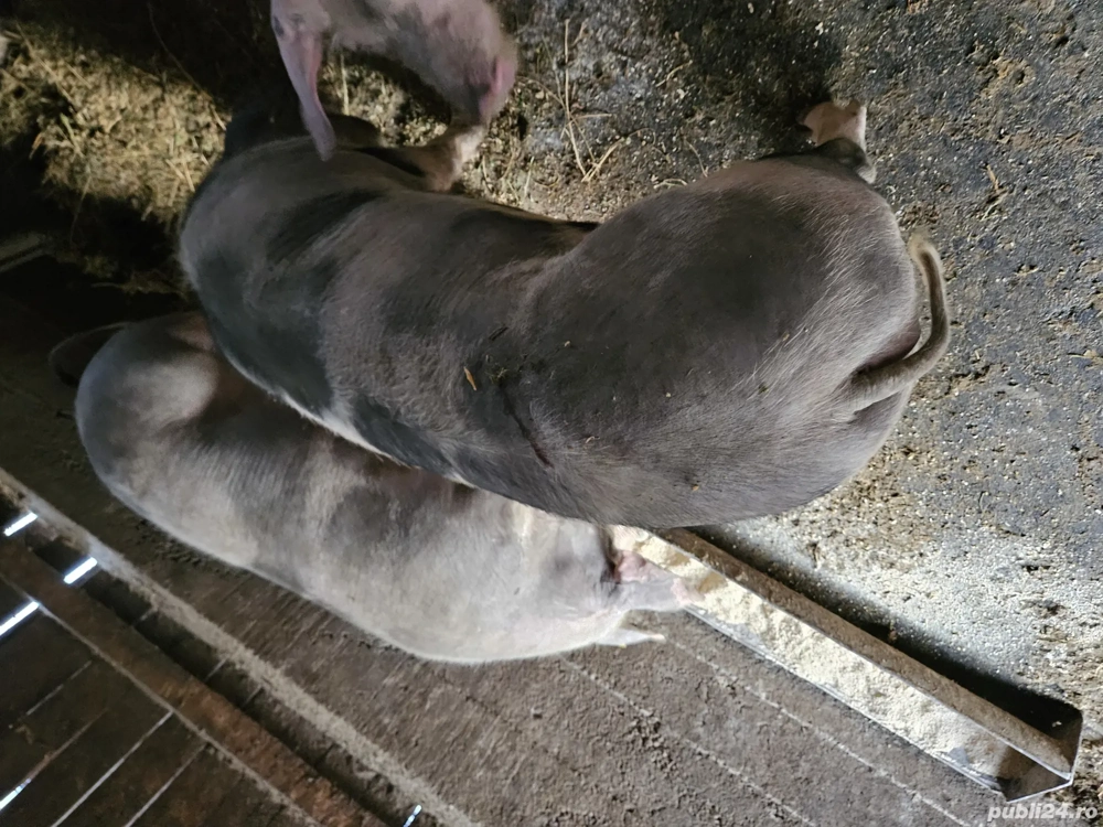 Vând porci pentru tăiat 