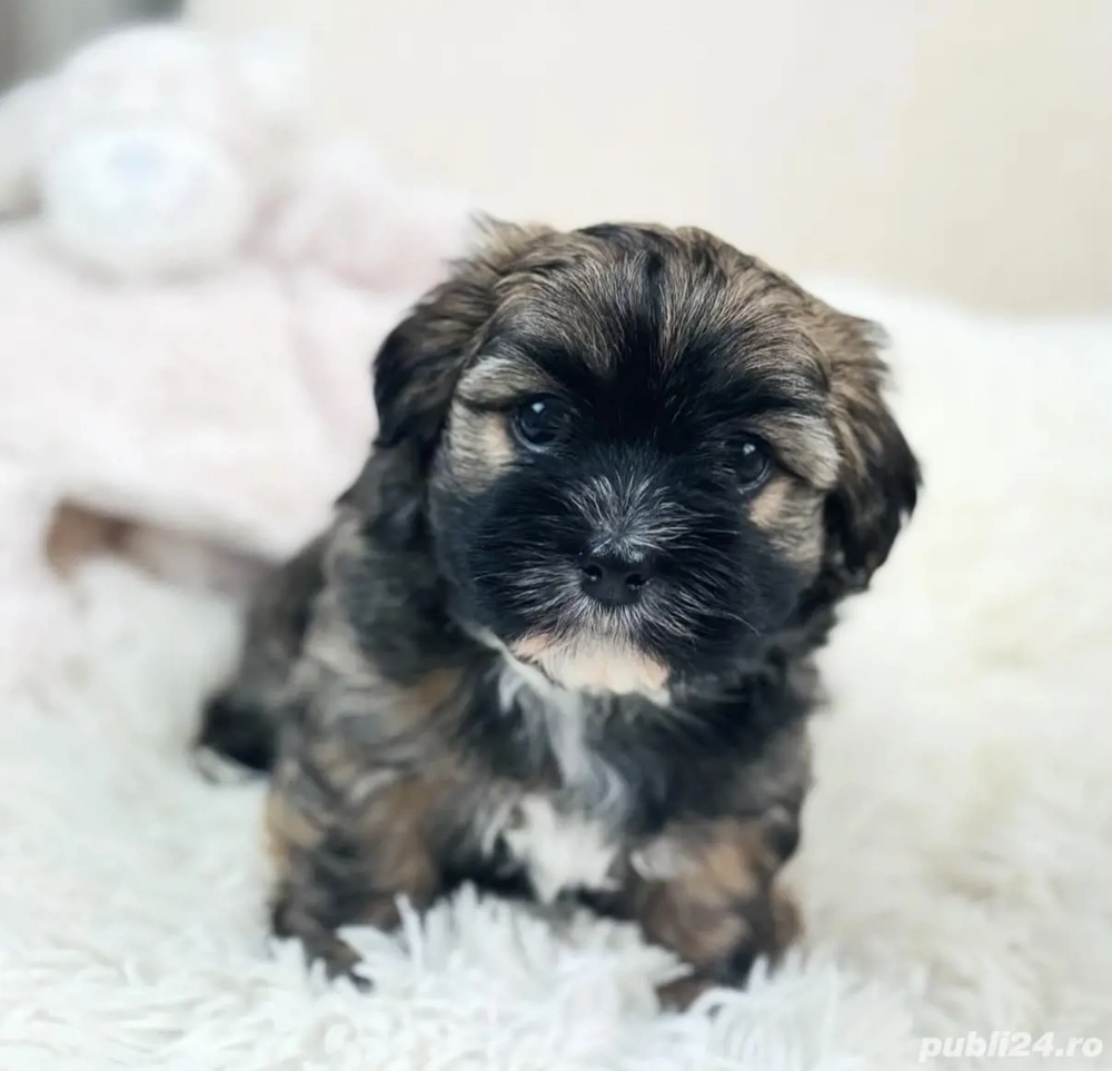 Mascul bichon Havanez mini