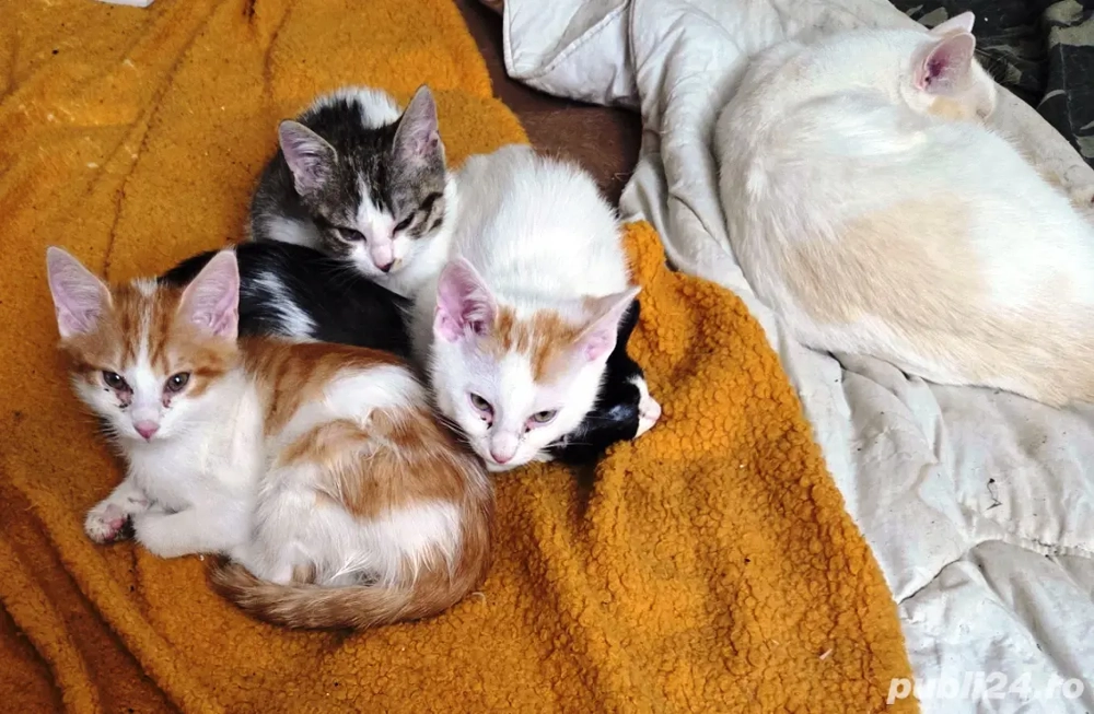 donez pui de siameza bicolore