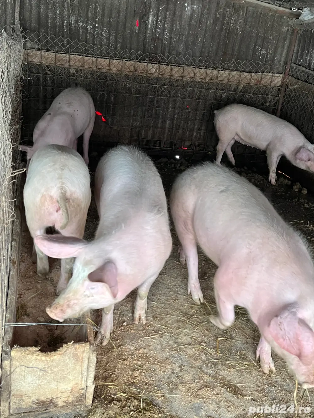 Scrofițe de 60-70 kg rasa landras-pic
