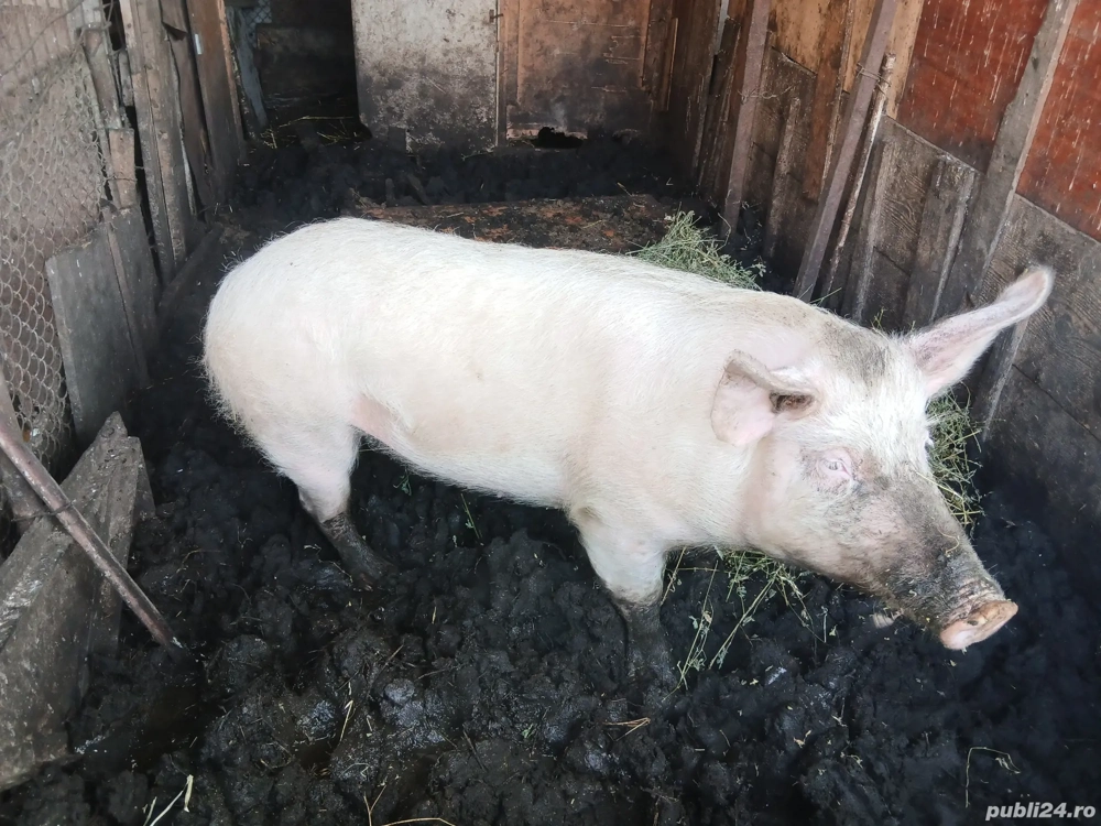 Purcea de vânzare Preț 1700 lei