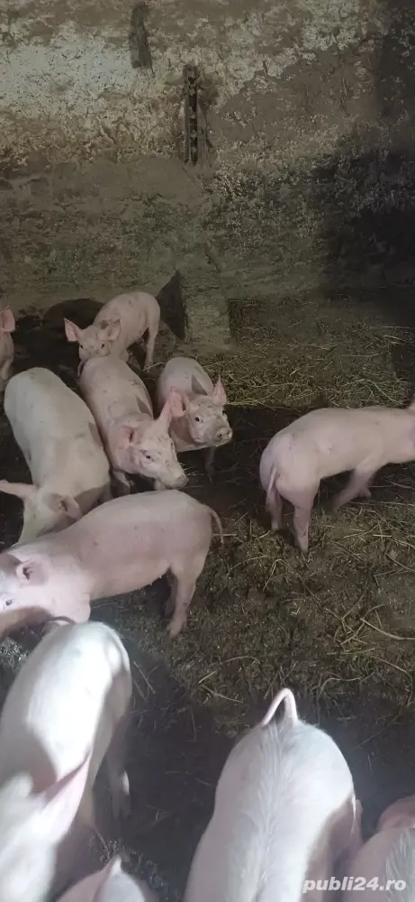 purcei de vânzare 