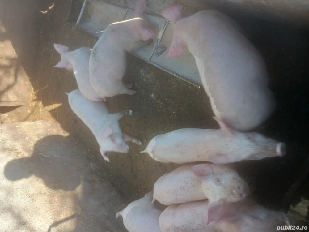 purcei de vânzare 