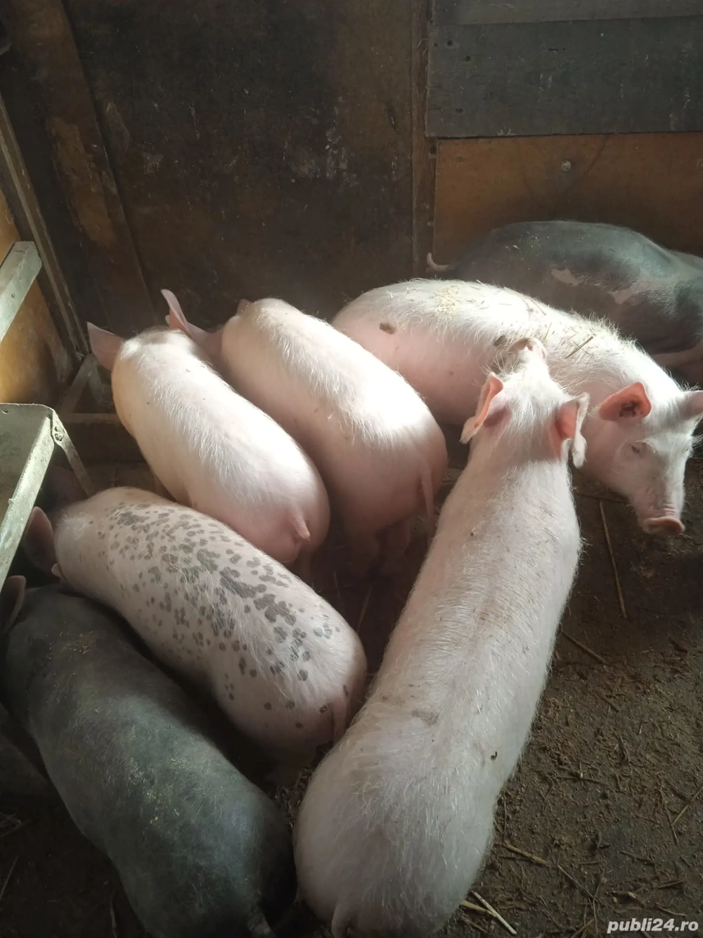 Purcei crescuți BIO!!!
