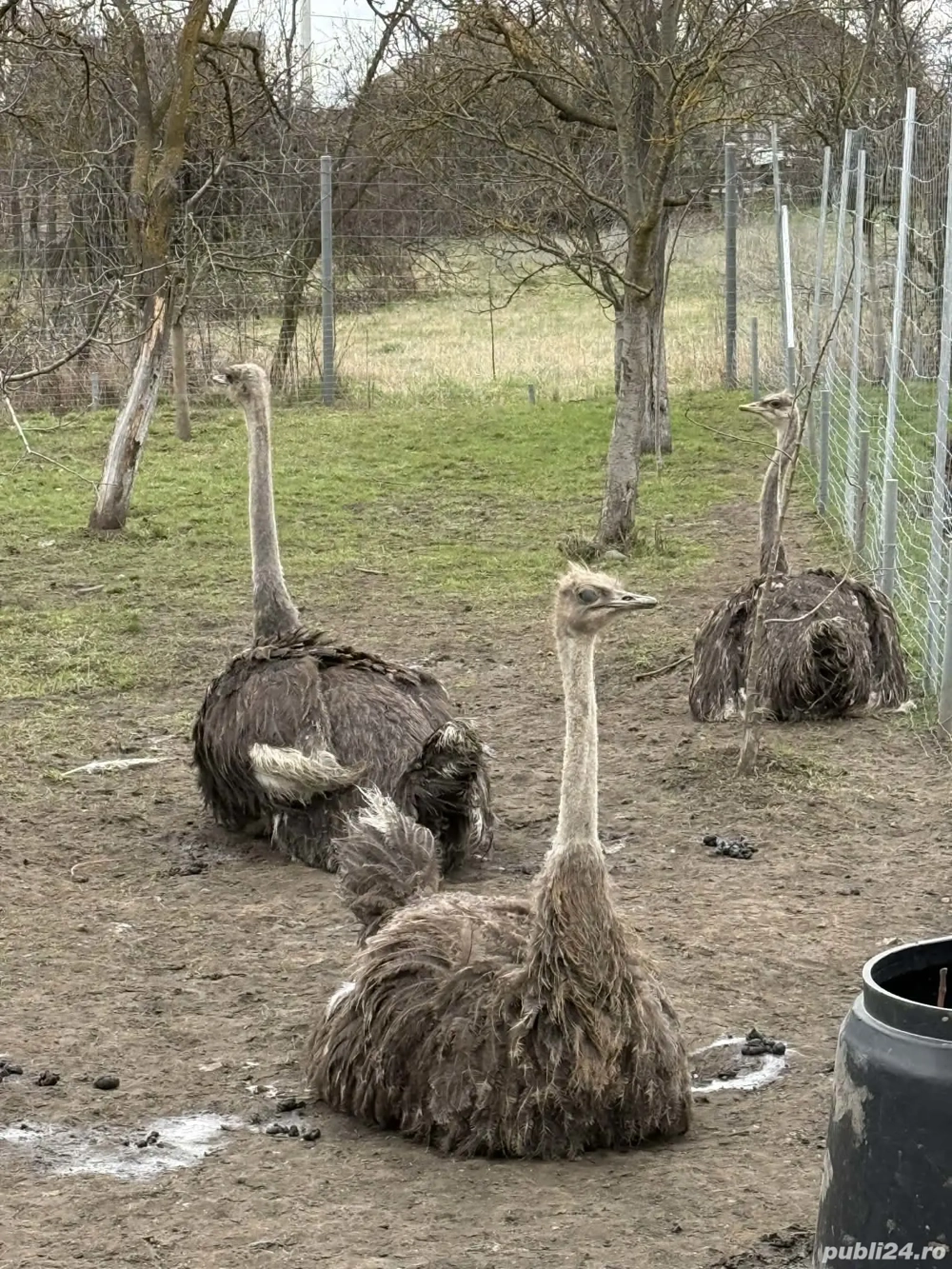 Strut african de 19 luni