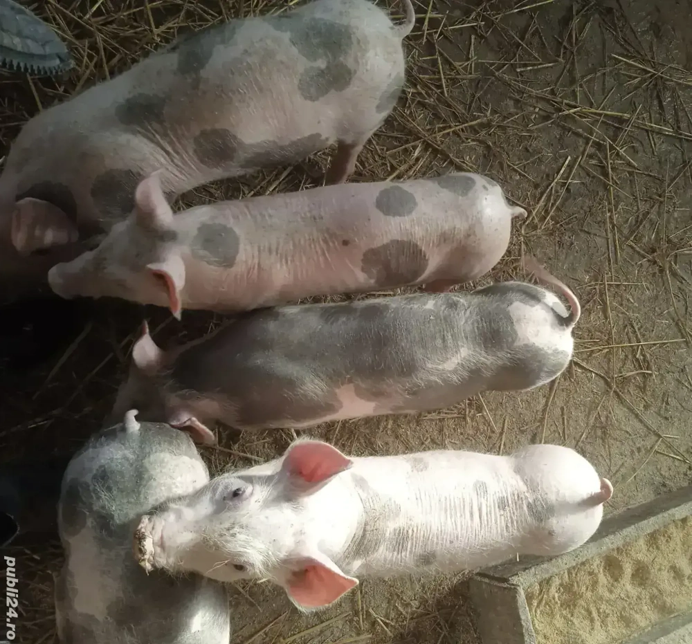 Purcei crescuți BIO!!!