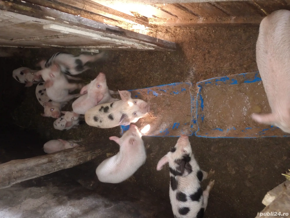 Scroafa gestanta an doua luni jumate  și purcei  antarcati  o lună jumate