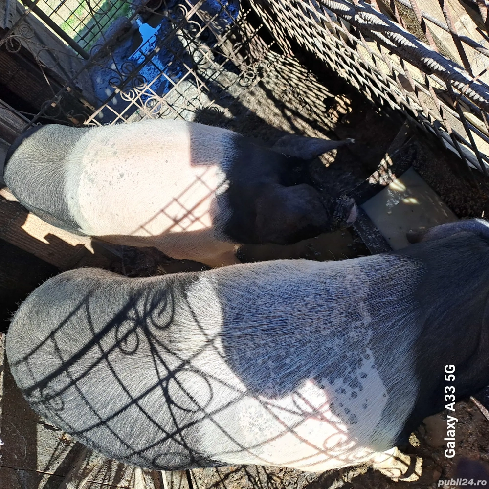 Vând porc bazna      .