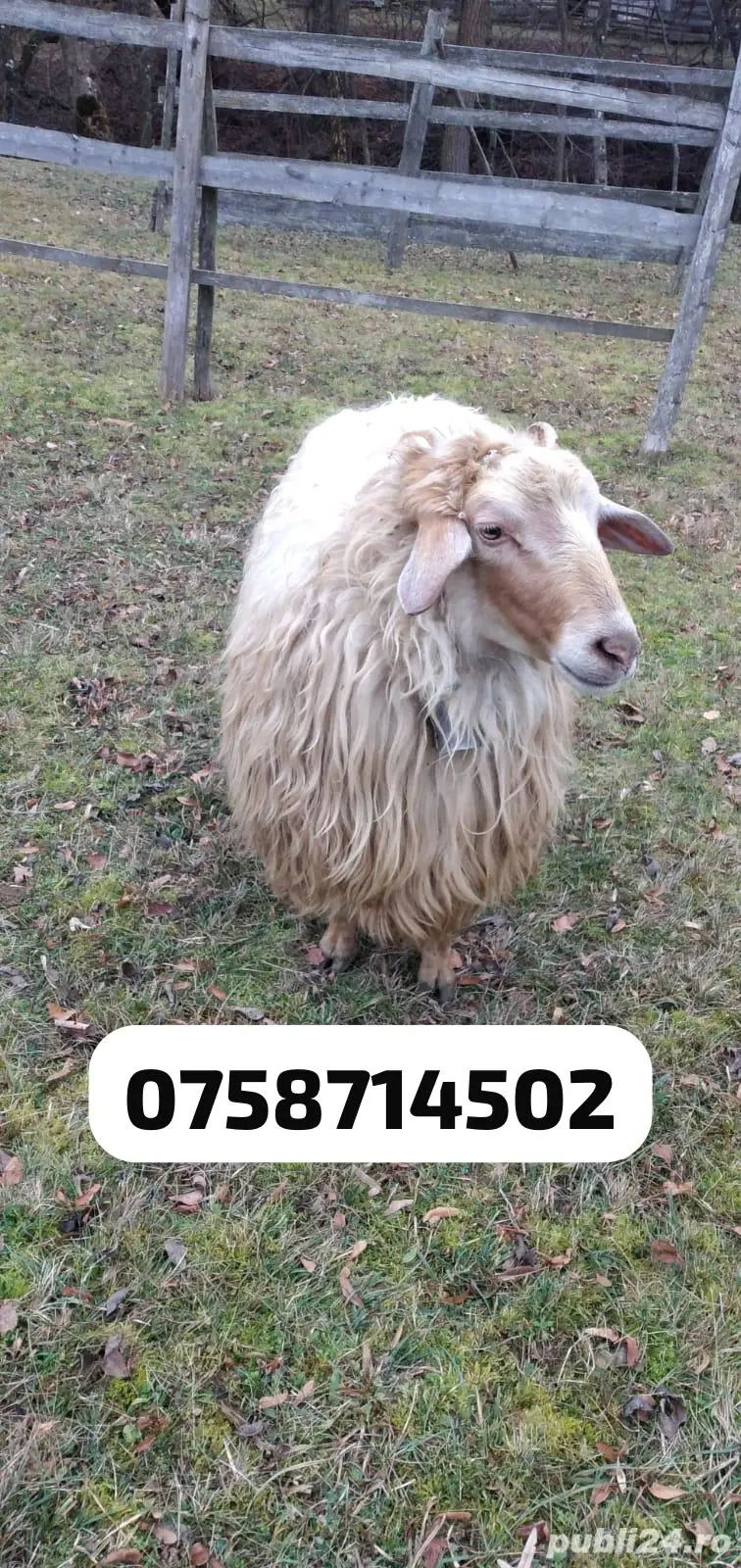 Berbec de vânzare 