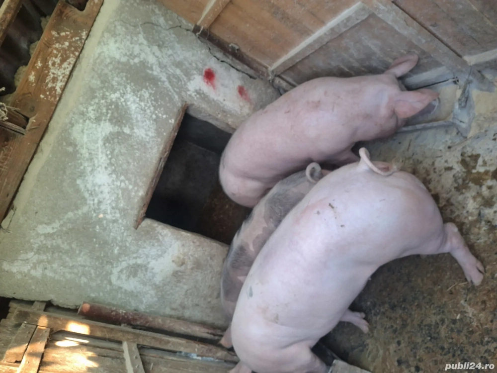 Porci de vanzare 120-150 kg