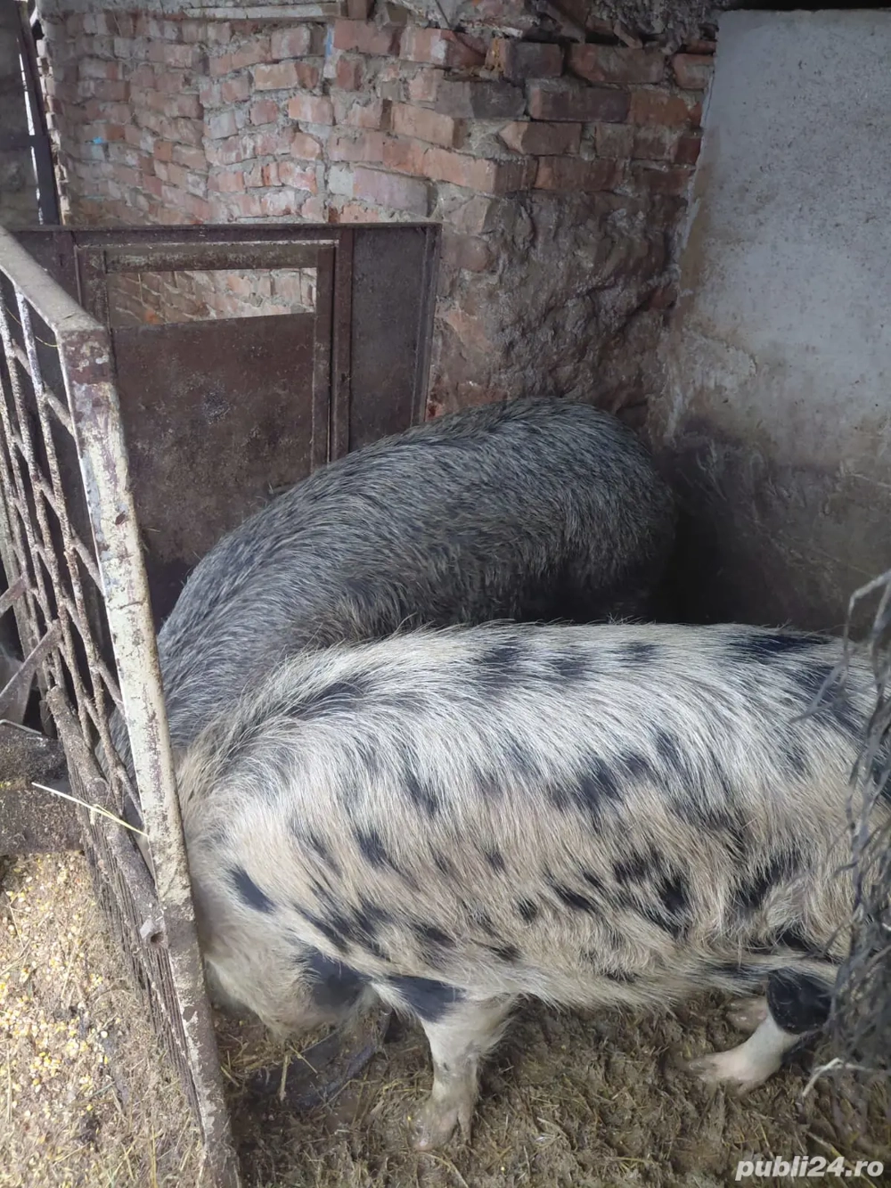 vand 2 porci scroafe