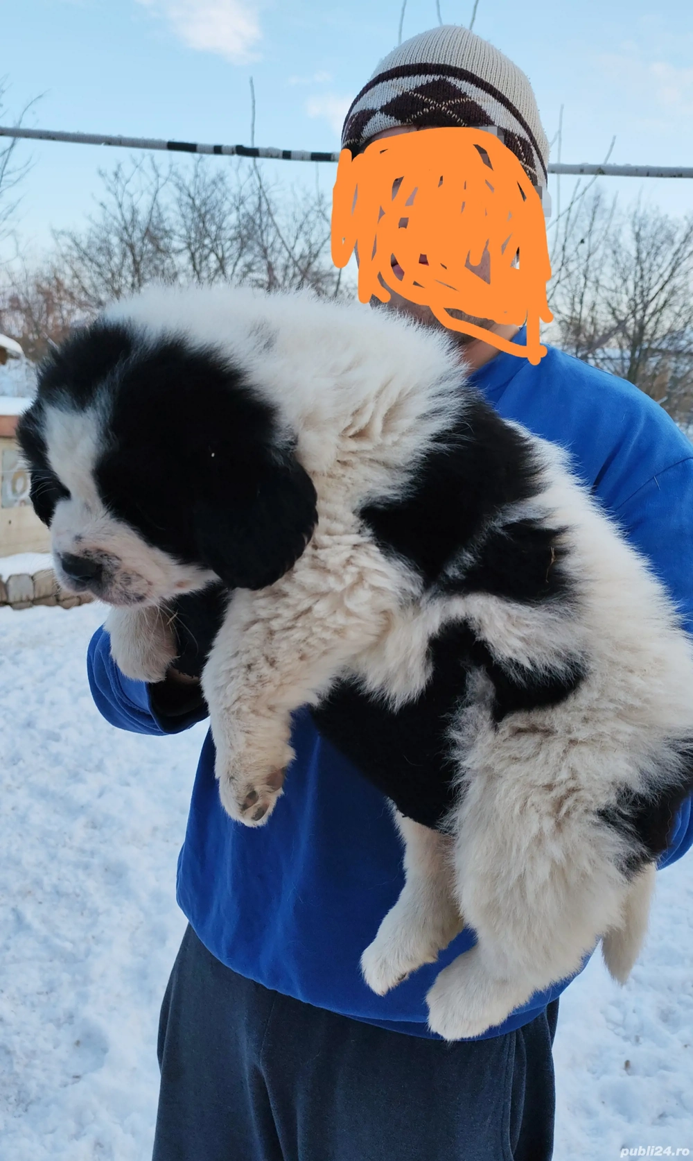 Căței Ciobanesc romanesc de Bucovina 