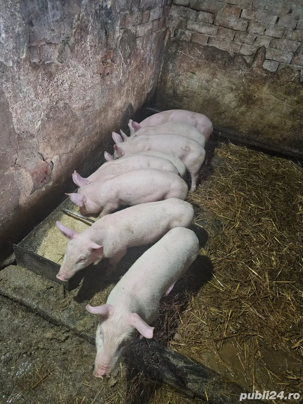 purcei de carne Landras