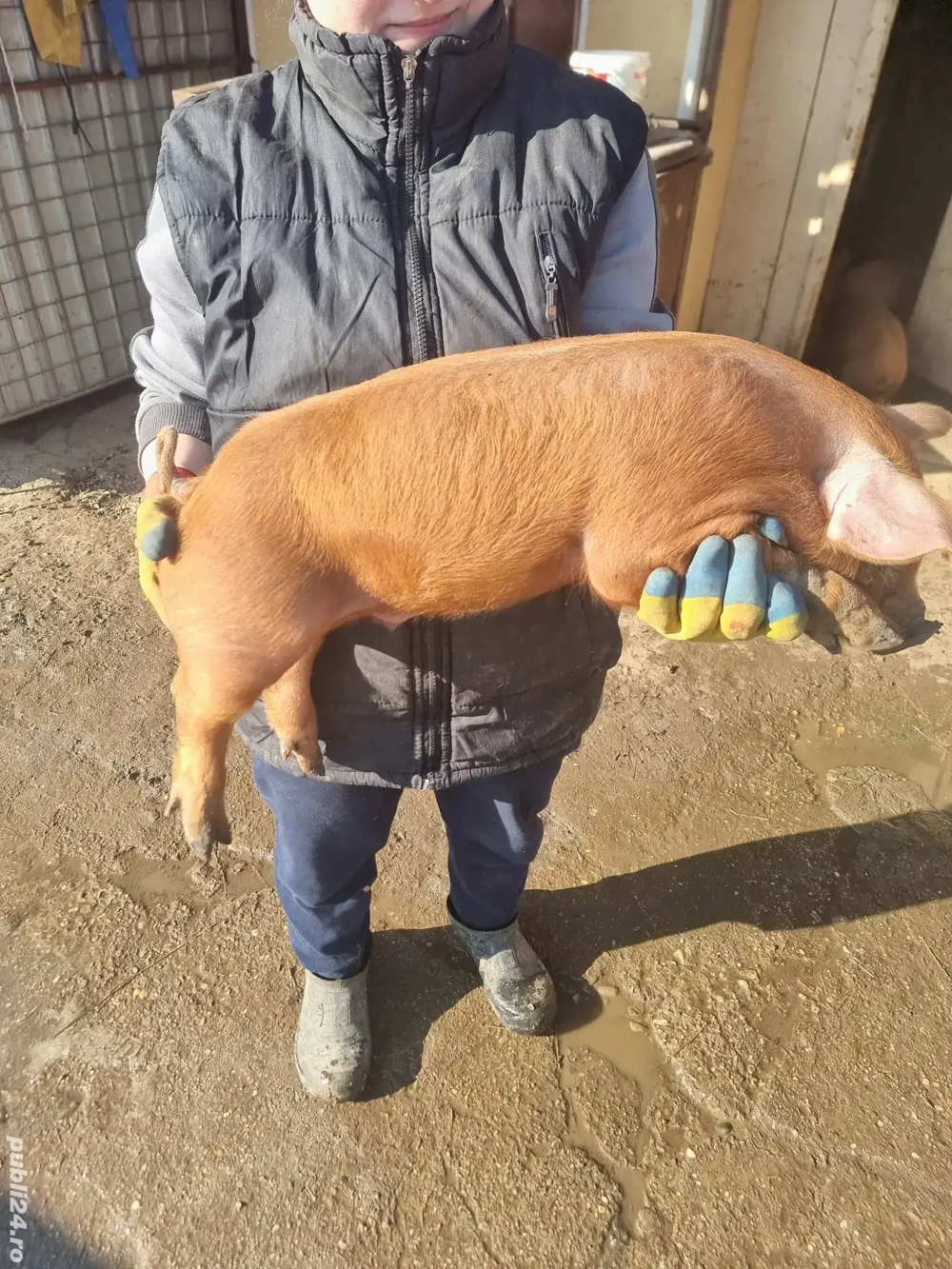 Vând purcei duroc .