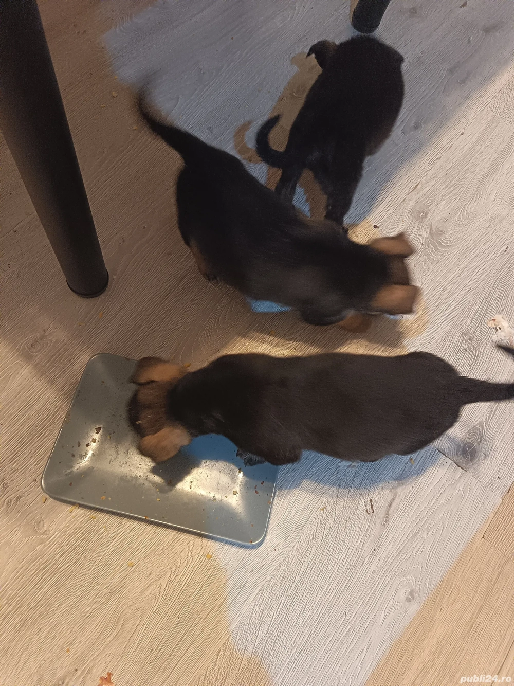 Dau spre adopție 3 cățeluși talie mica 