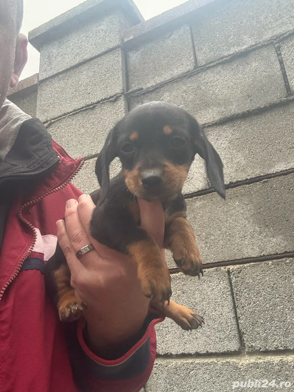 Fetita Teckel vaccinata talie mica