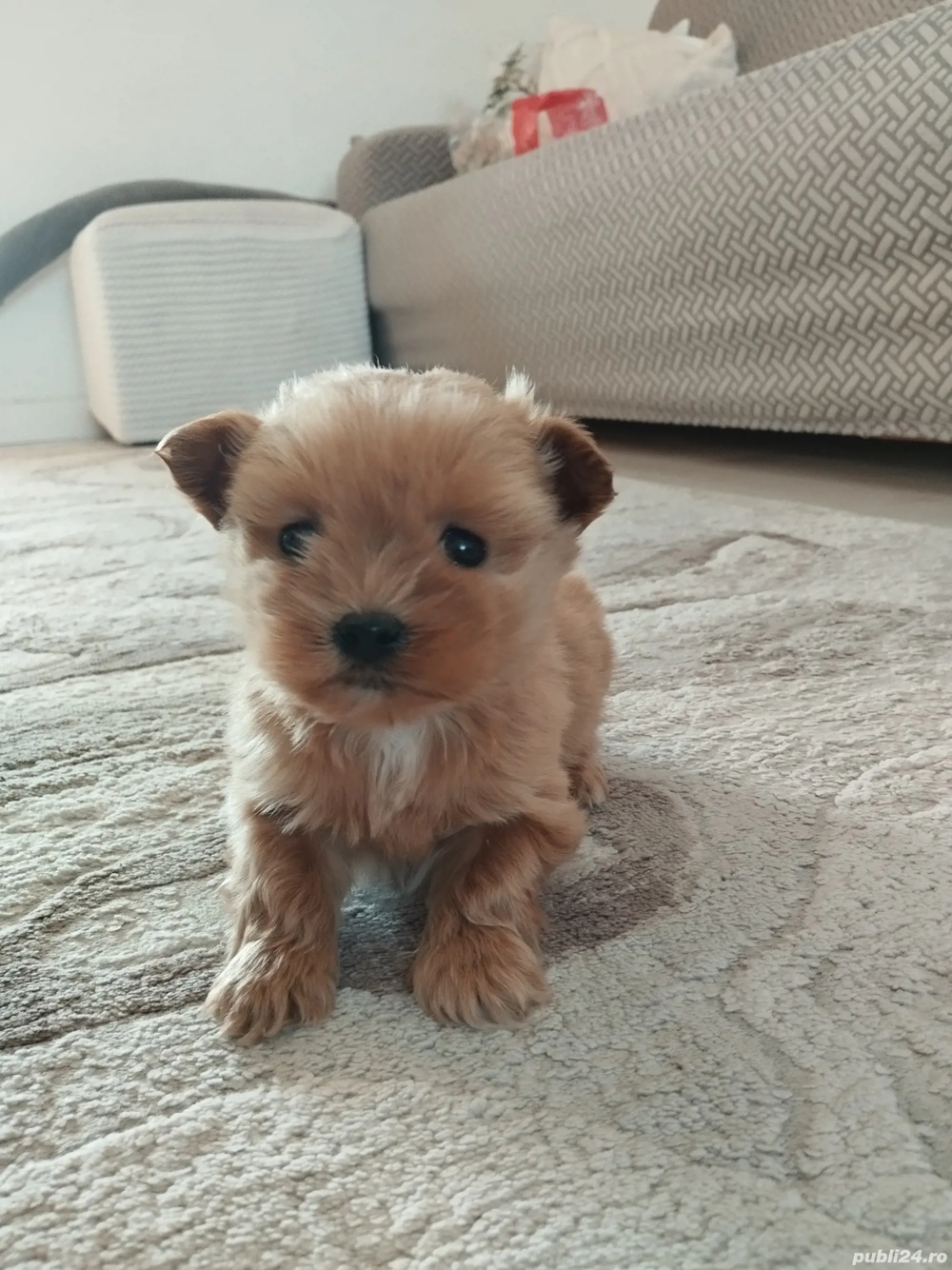 vând caței maltipoo
