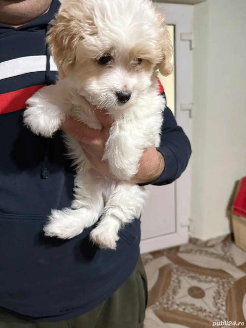 De vinzare bison maltez baietel 