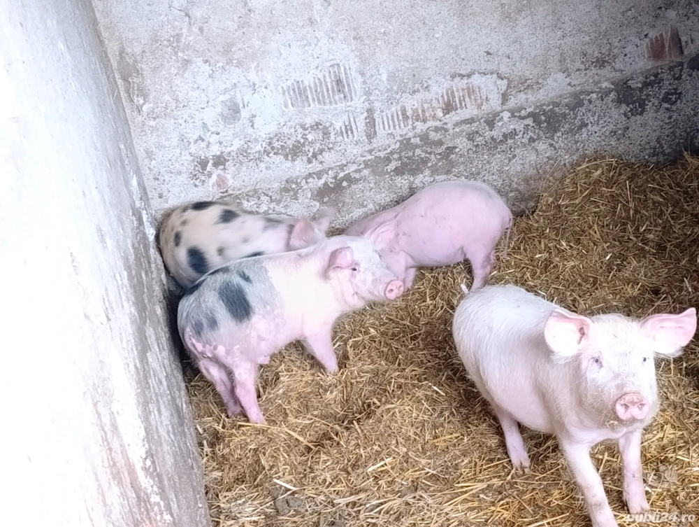 purcei 11 săptămâni 