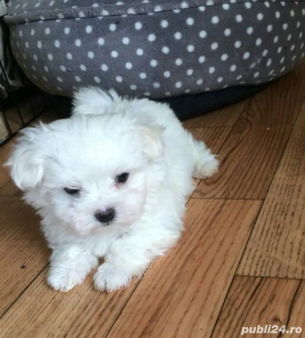 Bichon maltez 