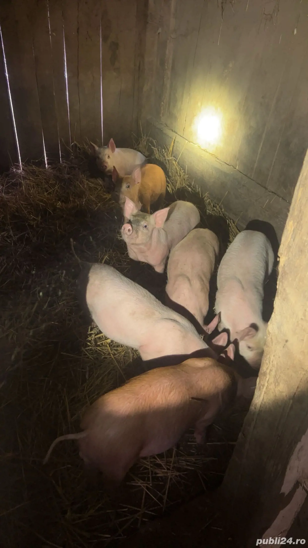 Vând purcei de 9 săptămâni, 21 bucăți 