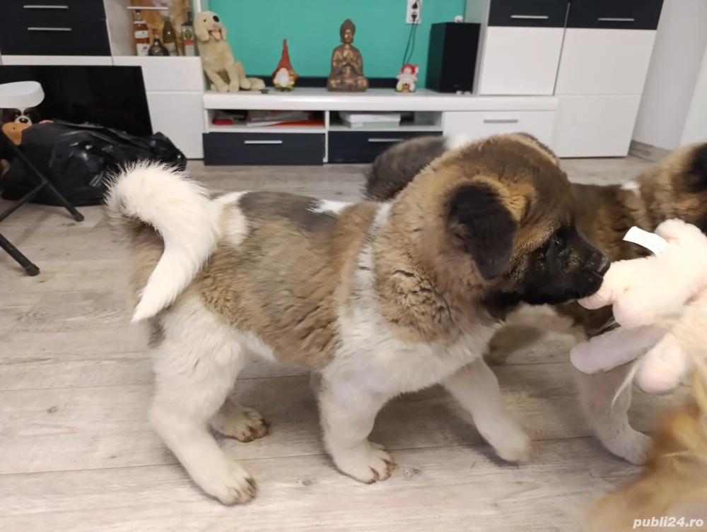 Caței Akita American 