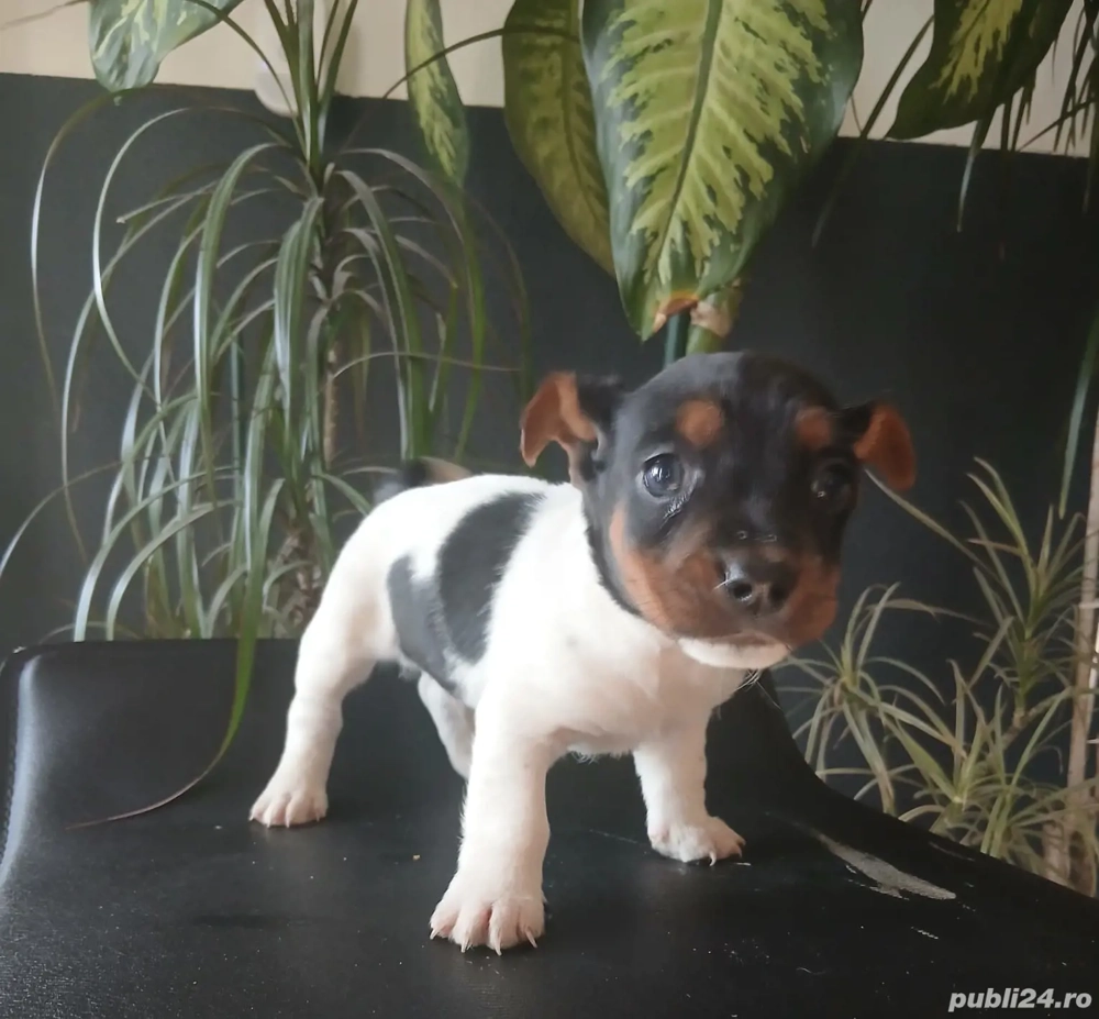 Jack Russell Terierr