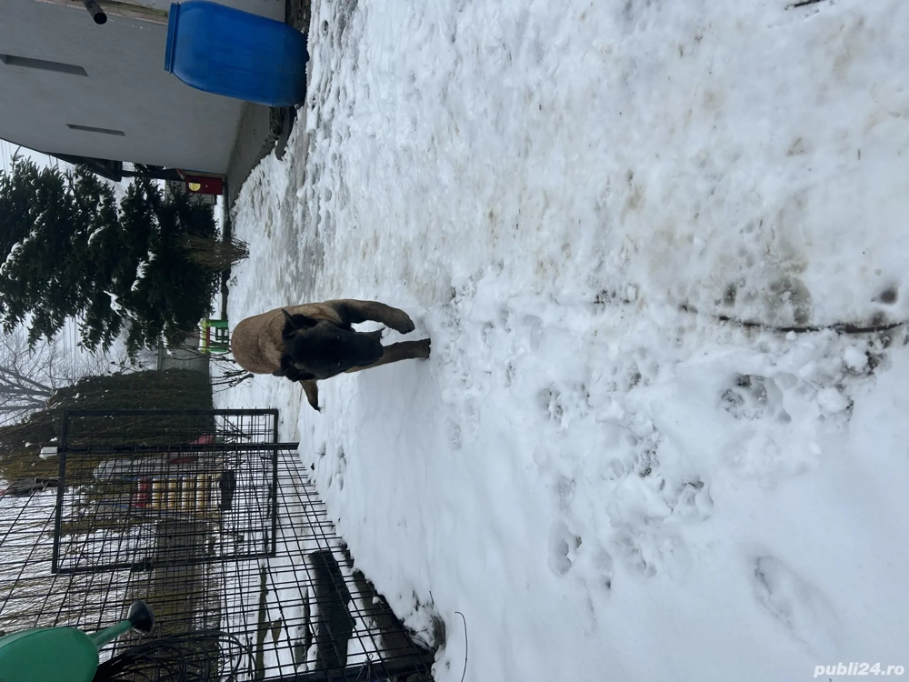 Pui ciobanesc belgian