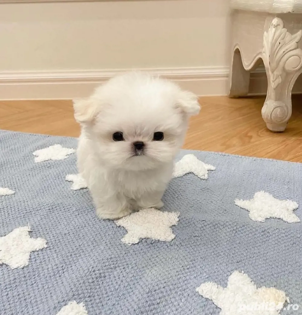 Bichon Maltez Mini Toy 