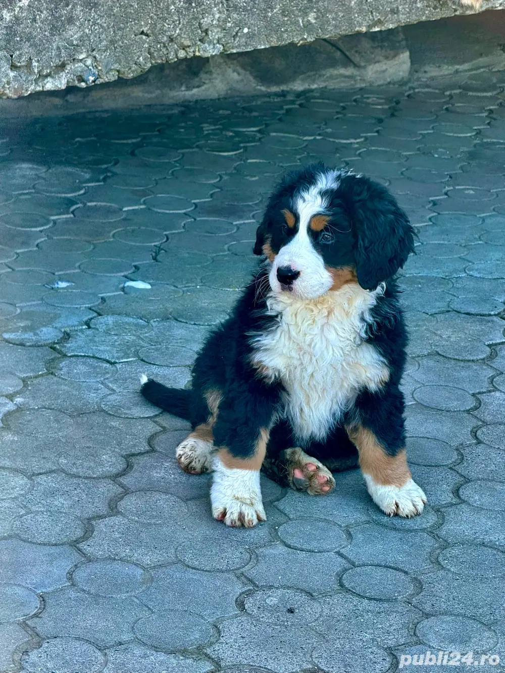 Vand pui Ciobanesc de Berna