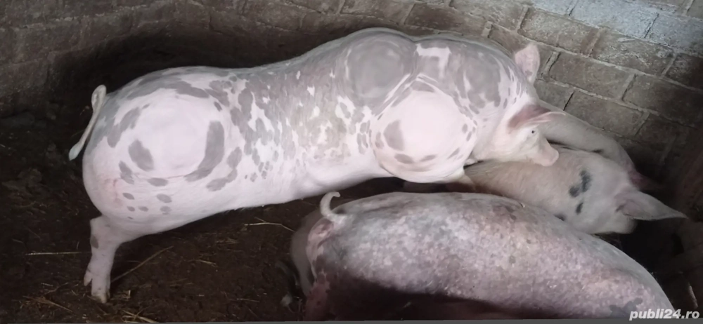 vând vier pietran 70 kg