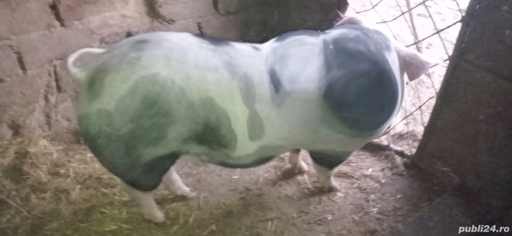 Vând 1 vier și 2 purcele pietran 70 kg