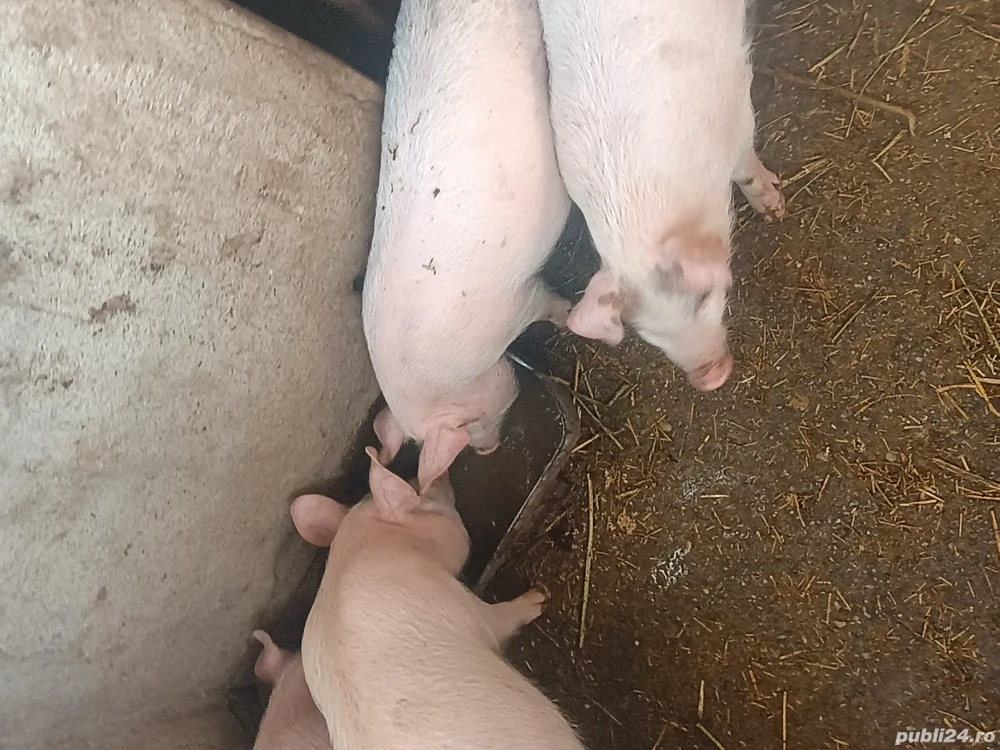 Vând purcei 30-35 kg rasa Marele alb cu Duroc