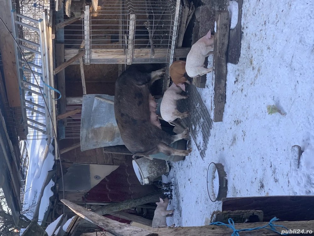 Vând purceluși purceluse