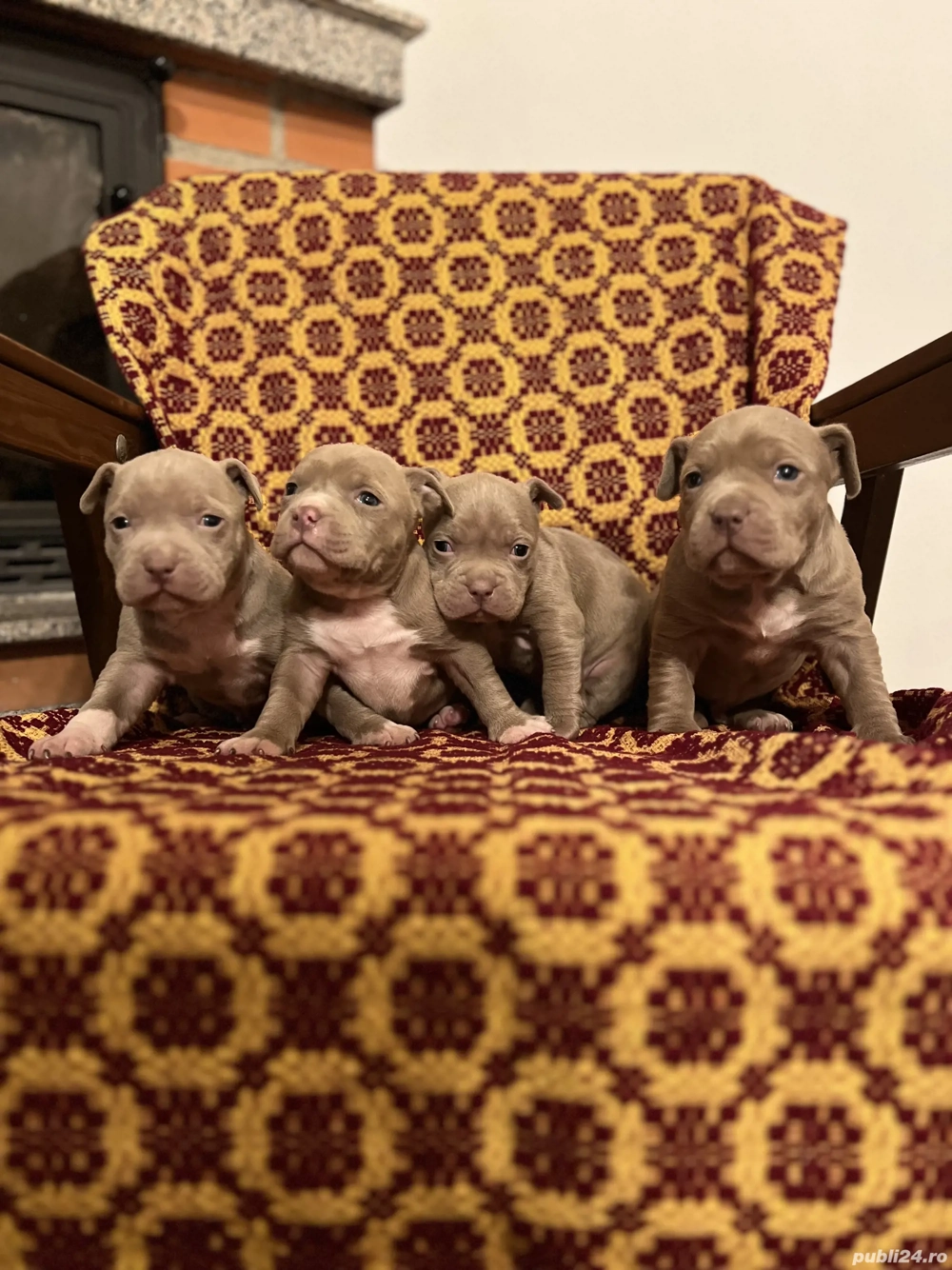 American Bully  Deosbebiți