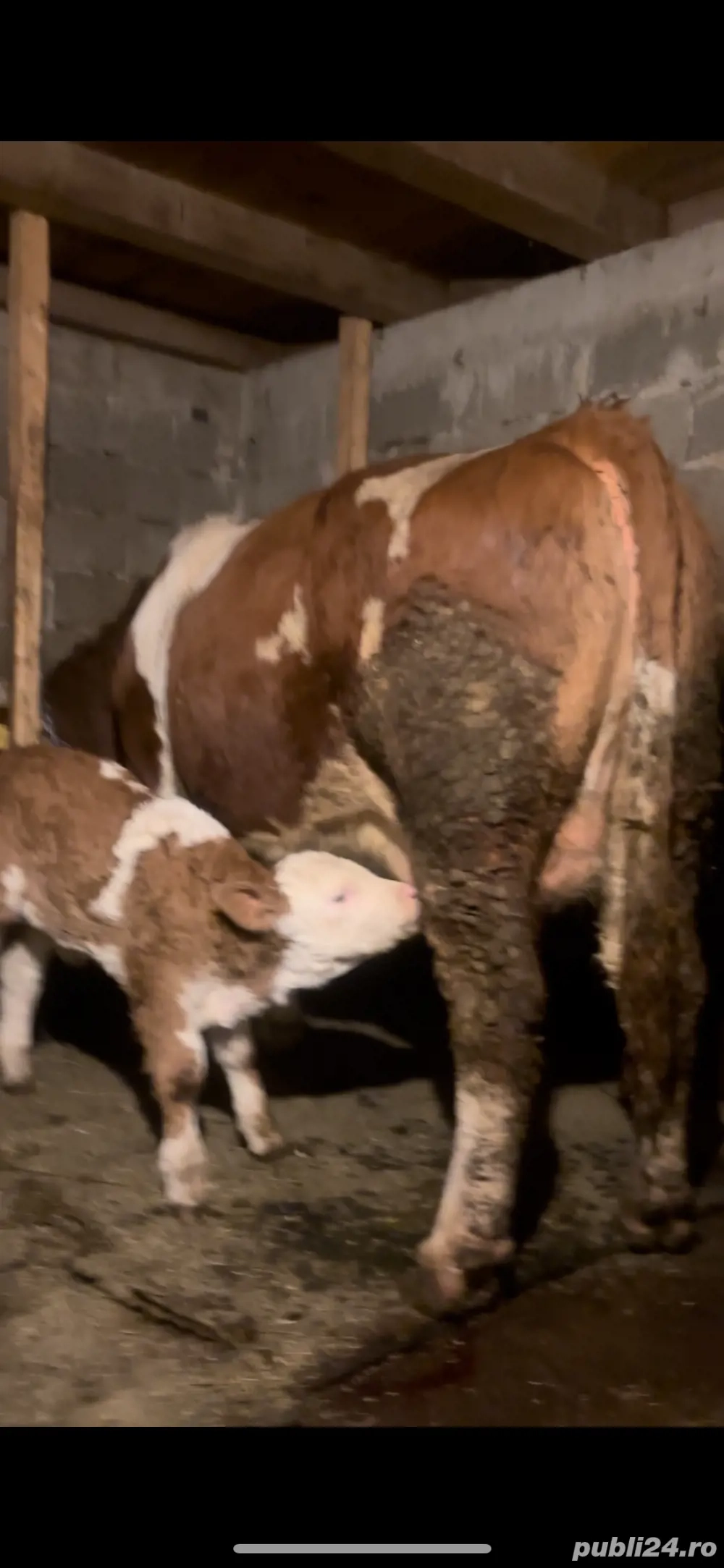 vand vaca baltata germana 