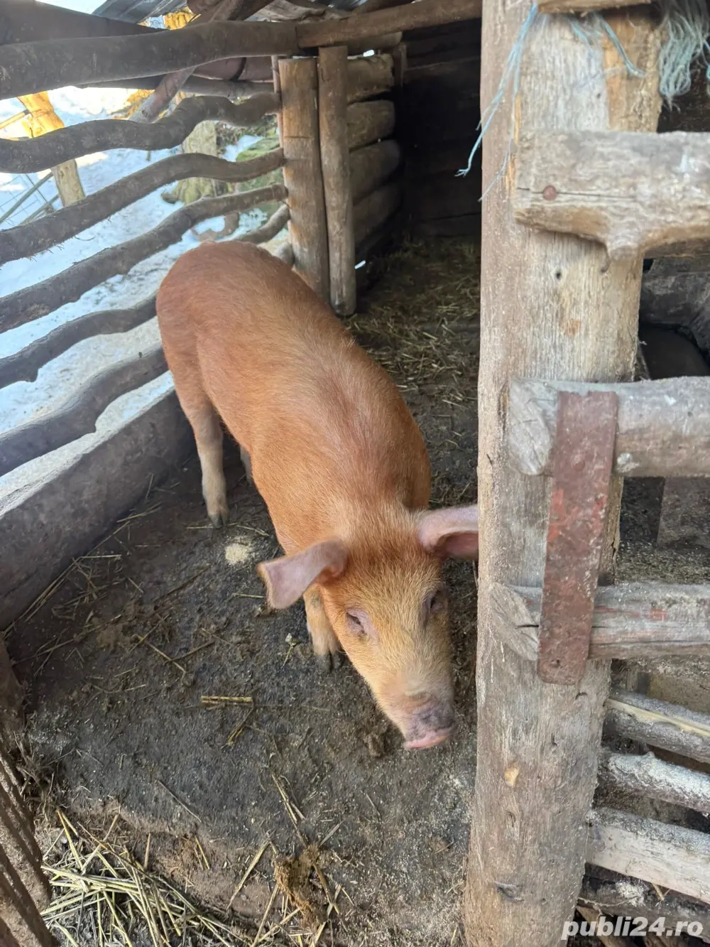 De vinzare purcea rasa duroc 