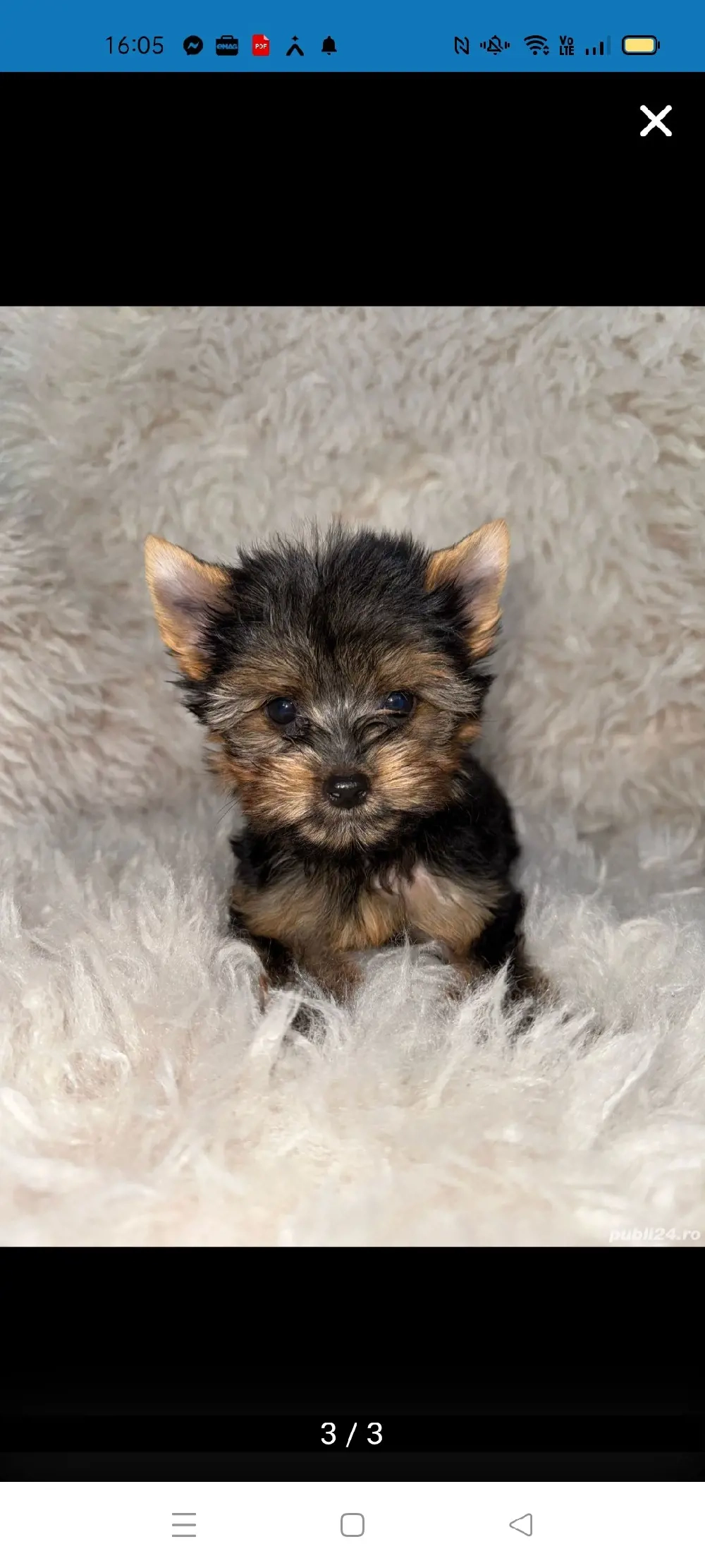 Fată Yorkshire mini cup