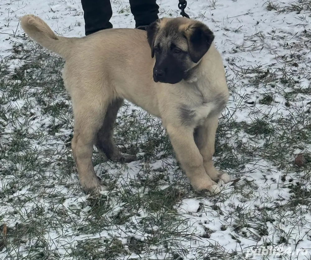 Vand femela Kangal Malakli talie mare 