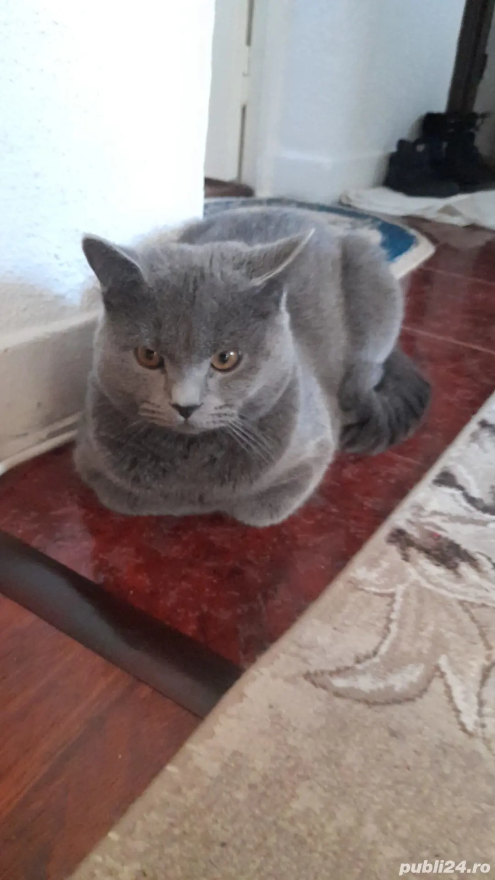 Motan British Shorthair blue
